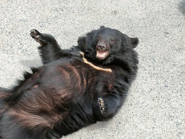 奥飛騨クマ牧場に投稿された画像（2023/3/21）