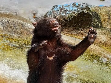 奥飛騨クマ牧場に投稿された画像（2023/3/21）