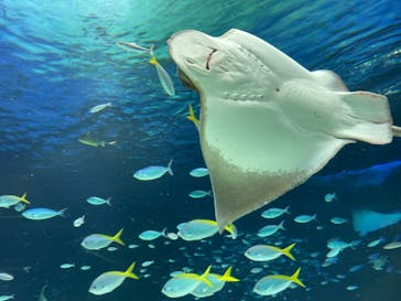 サンシャイン水族館に投稿された画像（2023/3/21）