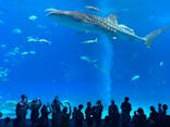 沖縄美ら海水族館に投稿された画像（2023/3/21）
