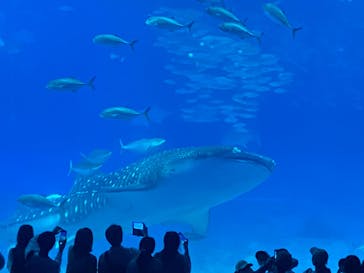 沖縄美ら海水族館に投稿された画像（2023/3/21）