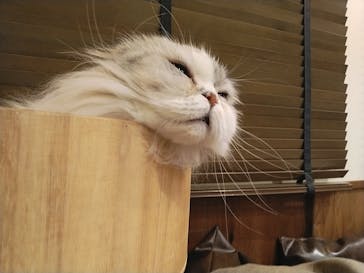 猫カフェモカ　池袋東口店に投稿された画像（2023/3/21）