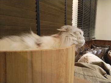 猫カフェモカ　池袋東口店に投稿された画像（2023/3/21）