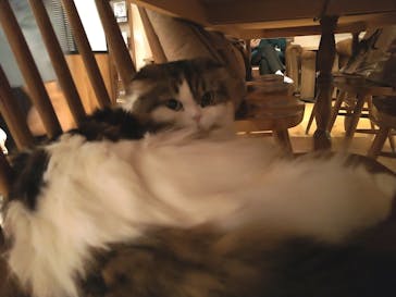 猫カフェモカ　池袋東口店に投稿された画像（2023/3/21）