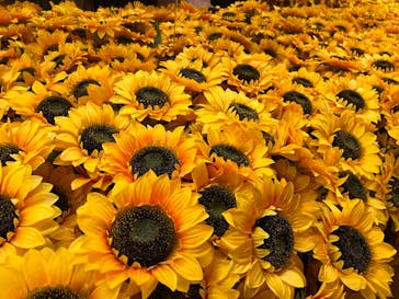 ゴッホ・アライブ神戸に投稿された画像（2023/3/21）