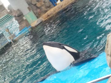 名古屋港水族館に投稿された画像（2023/3/21）