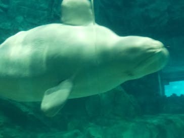 名古屋港水族館に投稿された画像（2023/3/21）