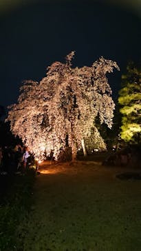 『NAKED FLOWERS 2023 桜 世界遺産・二条城』に投稿された画像（2023/3/21）