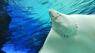 サンシャイン水族館に投稿された画像（2023/3/21）