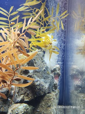 大分マリーンパレス水族館 「うみたまご」に投稿された画像（2023/3/21）
