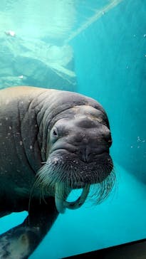 大分マリーンパレス水族館 「うみたまご」に投稿された画像（2023/3/21）