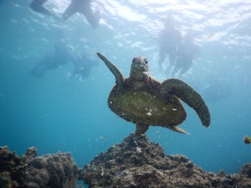 宮古島マリン SUGAR3（シュガースリー）に投稿された画像（2023/3/21）