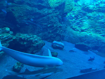 仙台うみの杜水族館に投稿された画像（2023/3/21）