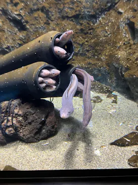 仙台うみの杜水族館に投稿された画像（2023/3/21）