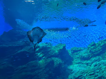 仙台うみの杜水族館に投稿された画像（2023/3/21）
