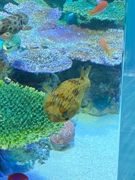 サンシャイン水族館に投稿された画像（2023/3/21）