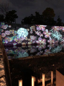 『NAKED FLOWERS 2023 桜 世界遺産・二条城』に投稿された画像（2023/3/21）