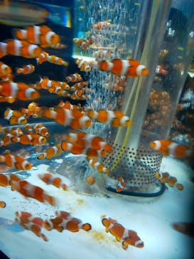 鴨川シーワールドに投稿された画像（2023/3/21）