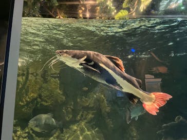 しながわ水族館に投稿された画像（2023/3/21）