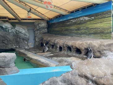 しながわ水族館に投稿された画像（2023/3/21）