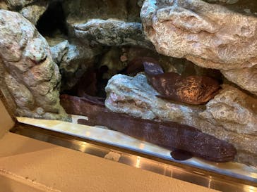 しながわ水族館に投稿された画像（2023/3/21）