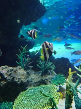 サンシャイン水族館に投稿された画像（2023/3/22）