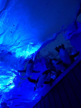 サンシャイン水族館に投稿された画像（2023/3/22）