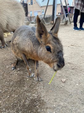 那須どうぶつ王国に投稿された画像（2023/3/22）