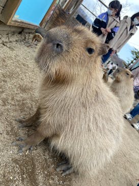 那須どうぶつ王国に投稿された画像（2023/3/22）