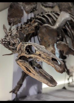 特別展「恐竜博2023」に投稿された画像（2023/3/22）