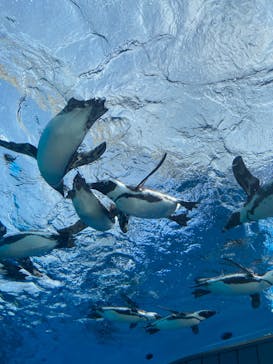 サンシャイン水族館に投稿された画像（2023/3/22）