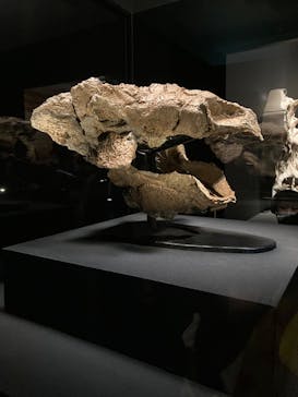 特別展「恐竜博2023」に投稿された画像（2023/3/22）