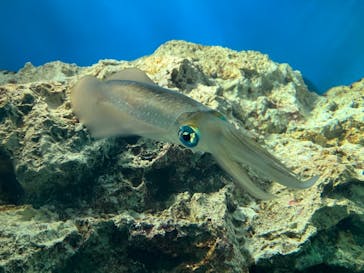 サンシャイン水族館に投稿された画像（2023/3/22）