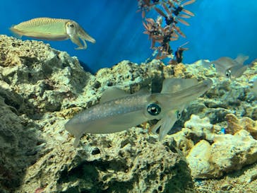 サンシャイン水族館に投稿された画像（2023/3/22）