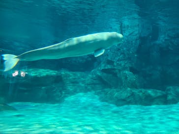 名古屋港水族館に投稿された画像（2023/3/22）