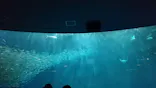 名古屋港水族館に投稿された画像（2023/3/22）