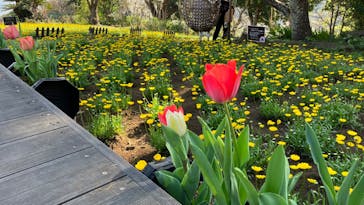 ニューヨークランプミュージアム＆フラワーガーデンに投稿された画像（2023/3/22）