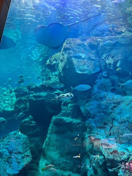 大分マリーンパレス水族館 「うみたまご」に投稿された画像（2023/3/22）