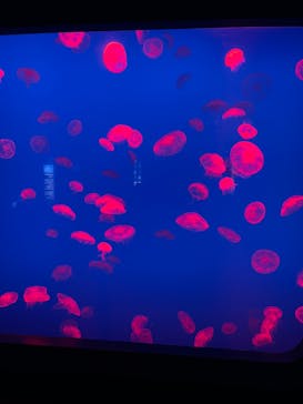 大分マリーンパレス水族館 「うみたまご」に投稿された画像（2023/3/22）