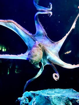 サンシャイン水族館に投稿された画像（2023/3/22）