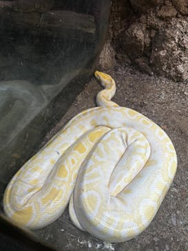 体感型動物園iZooに投稿された画像（2023/3/22）