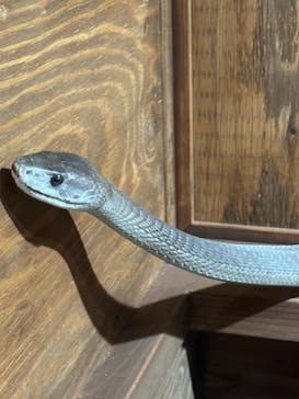 体感型動物園iZooに投稿された画像（2023/3/22）