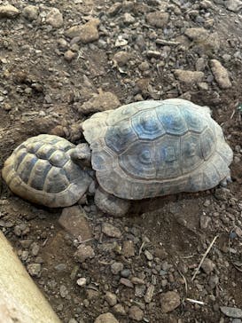 体感型動物園iZooに投稿された画像（2023/3/22）