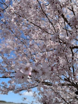 湯けむり天然秘湯 龍泉の湯に投稿された画像（2023/3/22）