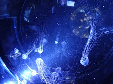 名古屋港水族館に投稿された画像（2023/3/22）