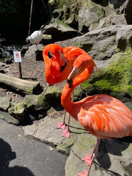 伊豆シャボテン動物公園に投稿された画像（2023/3/22）