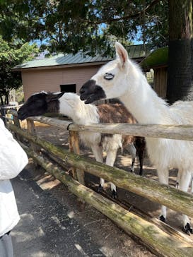 伊豆シャボテン動物公園に投稿された画像（2023/3/22）