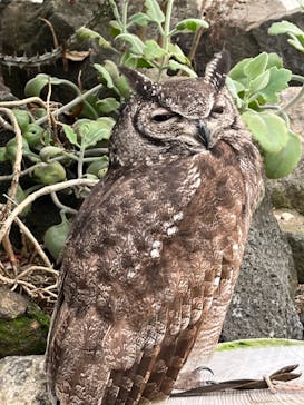 伊豆シャボテン動物公園に投稿された画像（2023/3/22）