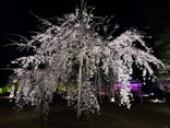 『NAKED FLOWERS 2023 桜 世界遺産・二条城』に投稿された画像（2023/3/22）