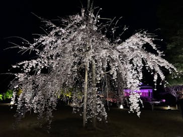 『NAKED FLOWERS 2023 桜 世界遺産・二条城』に投稿された画像（2023/3/22）